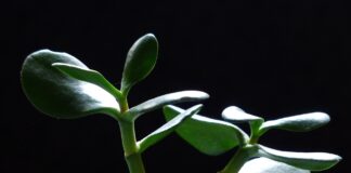 Чому не можна тримати грошове дерево вдома