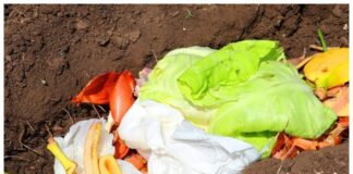 Експерти розповіли, як зробити добриво з очисток банана і картоплі