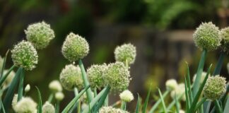 Експерти розповіли, чим правильно підживити цибулю в липні