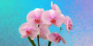 Квітникар розповів, як простимулювати появу квітконосів орхідеї кригою