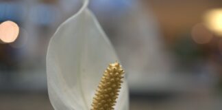 Чим удобрити спатифілум, якщо він пожовтів