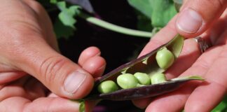 Городник розповів, що посадити після збору гороху