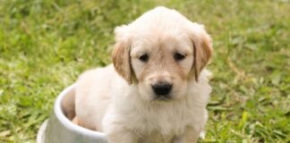 Хвостики вам скажуть "Дякую"