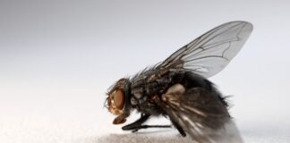 Цей дієвий засіб з доступних інгредієнтів допоможе прибрати всіх мух з вашої оселі