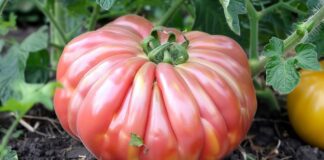 Експерти розповіли, як захистити томати від фітофтори