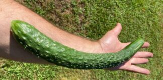 Городники розповіли, як простимулювати ріст огірків