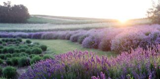 Як обрізати лаванду після цвітіння, щоб до осені ще раз зацвіла