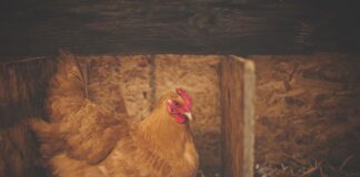 Всього лише один дієвий трюк, і мої кури більше не їдять яйця