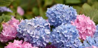 Садівник розповів, коли і як правильно пересаджувати квіти у серпні