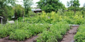 Ручки чистенькі, і город без бур'янів: розкриваю секрет