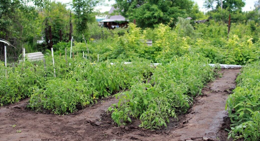 Стільки років живу і не знала, що не треба всі бур’яни викорчовувати: сусідка розповіла, які з них залишити 
