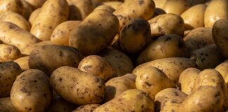 Рецепт добрива для багатого врожаю картоплі 