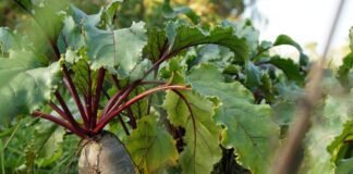 Такого ефекту не чекали навіть дачники зі стажем