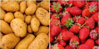 Листя горобини для картоплі і оцет для полуниці