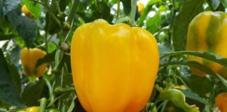 З цим добривом для перців щедрий врожай вам гарантовано