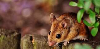 Як захистити свою ділянку від гризунів в листопаді 