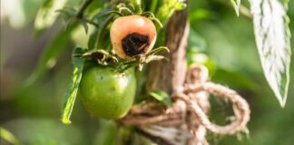 Цей справжній 