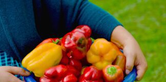 Городники розповіли, як збільшити врожай перців