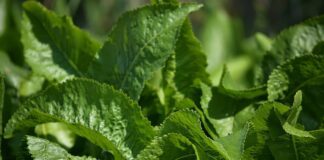 Експерти розповіли, чим корисний хрін на городі