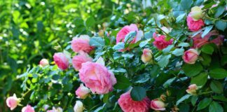 Садівники поділилися, як підготувати троянди до зими