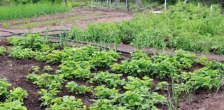 За допомогою цього добрива змогла отримати високий врожай всіх овочів