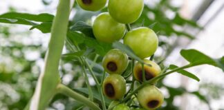 Експерти розповіли, як боротися з вершинною гниллю томатів