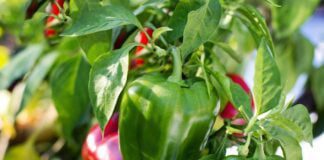 Готуємо надійний засіб для максимальної врожайності перцю