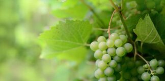 Обробляю так виноград і насолоджуюсь щедрим врожаєм