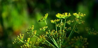 Прийоми зберігання зелені в холодильнику