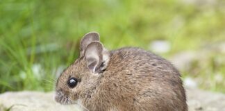 Експерти розповіли, як швидко позбутися мишей в будинку