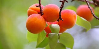 Садівники розповіли про обовʼязкову обробку дерев від моніліозу у березні 