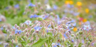 Яку рослину вибрати для дачі, щоб відлякати мух