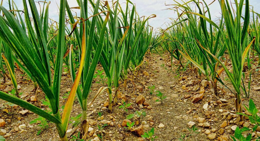 Після 15 липня сиплю це борошно на грядку з цибулею і часником: грядку аж “розпирає” від врожайних голівок 