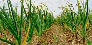 Готуємо ефективне підживлення для цибулі та часнику в середині липня