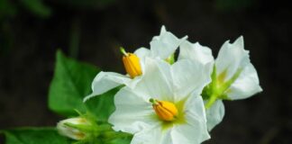 Обривання квіток на картоплі: міфи, реальність та корисні поради