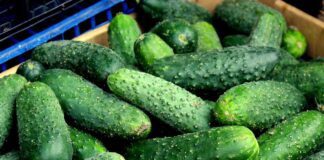 Дачники поділились рецептом добрива для огірків 