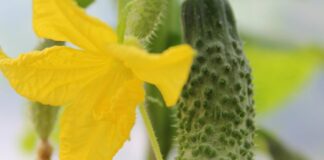 Ця проста порада допомогла мені вдруге за літо отримати врожай огірків