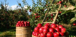 Застосовуйте цей засіб кожні 3 роки під дерево