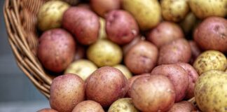 Вкриваю цим картопляні грядки і сусіди просять пригостити раннім врожаєм