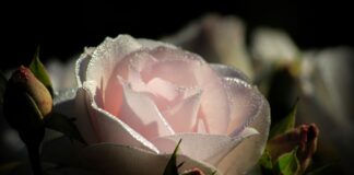 Садівник розповів, навіщо троянди поливати йодом