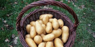 Городник назвав найкращий сорт картоплі для смаження у 2024
