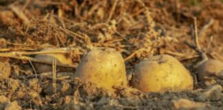 Що посадити на місці картоплі, щоб отримати багатий врожай 