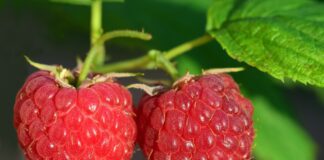 Ознаки хвороб на малині й смородині