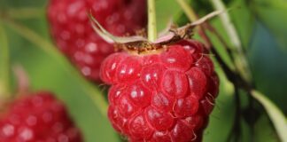 Садівники розповіли, що потрібно зробити з малиною в листопаді 