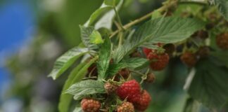 Садівники розповіли, як обрати ідеальне добриво для малини 