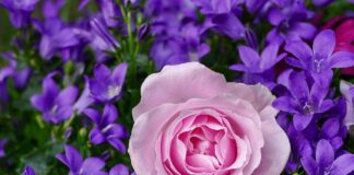 Садівники розповіли, як доглядати за трояндами в серпні