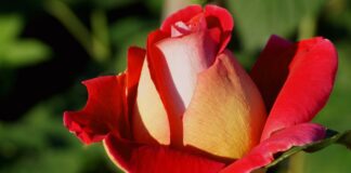 Експерти розповіли, як визначити саджанці троянд, які не проростуть