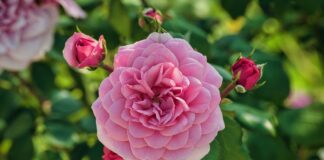 Як укоренити троянду