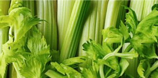 Експерти розповіли, як збільшити врожай селери на городі