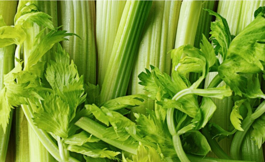 Експерти розповіли, як збільшити врожай селери на городі